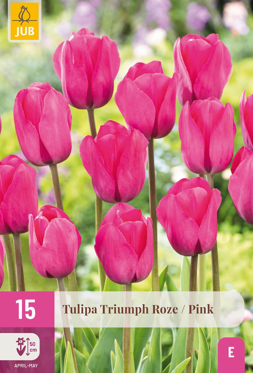 Nahaufnahme mehrerer leuchtend rosa Tulpen (Tulipa Triumph) mit aufrechten Stielen und geschlossenen bis halb geöffneten Blüten; ideal für Beete und Schnitt, Blühhöhe ca. 50 cm, Blütezeit April–Mai