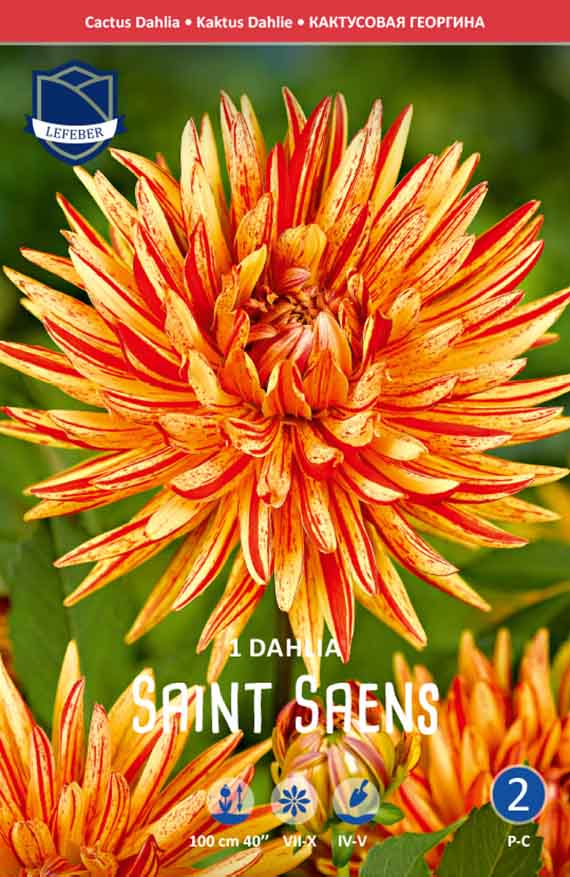 Dahlia Saint Saens 8711829707002 Nahaufnahme einer orange-gelben und rot gestreiften Kaktus-Dahlie 'Saint Saens' auf einer Verpackung, grüner Blatt-Hintergrund