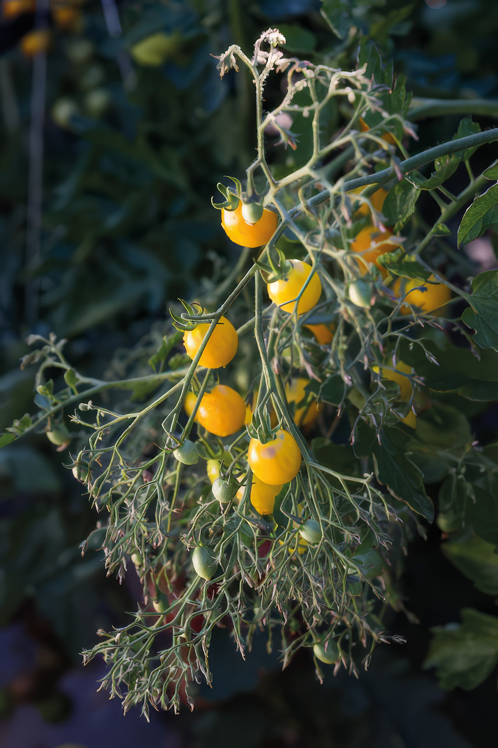 Tomate Slivowidnij