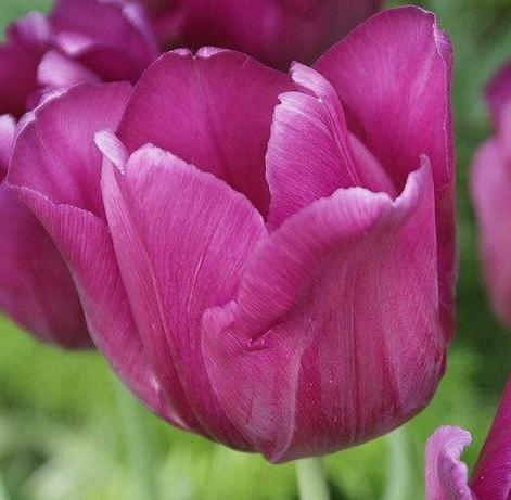 Nahaufnahme einer violett-pinken Tulpenblüte mit zarten Blütenblättern vor grünem Hintergrund