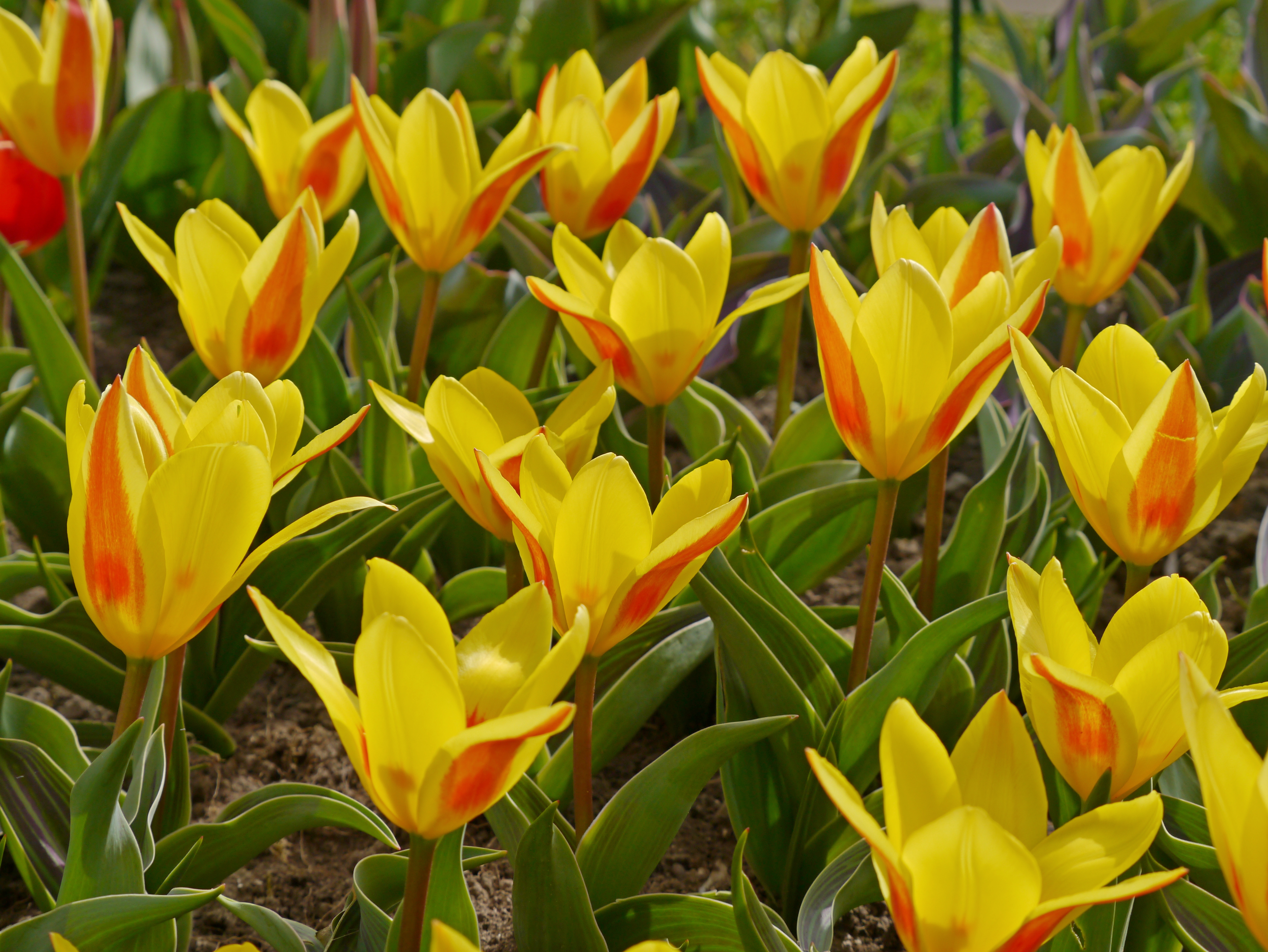 Nahaufnahme gelber Tulpen mit orangefarbenen Innenzeichnungen in einem Beet, grüne Blätter im Hintergrund
