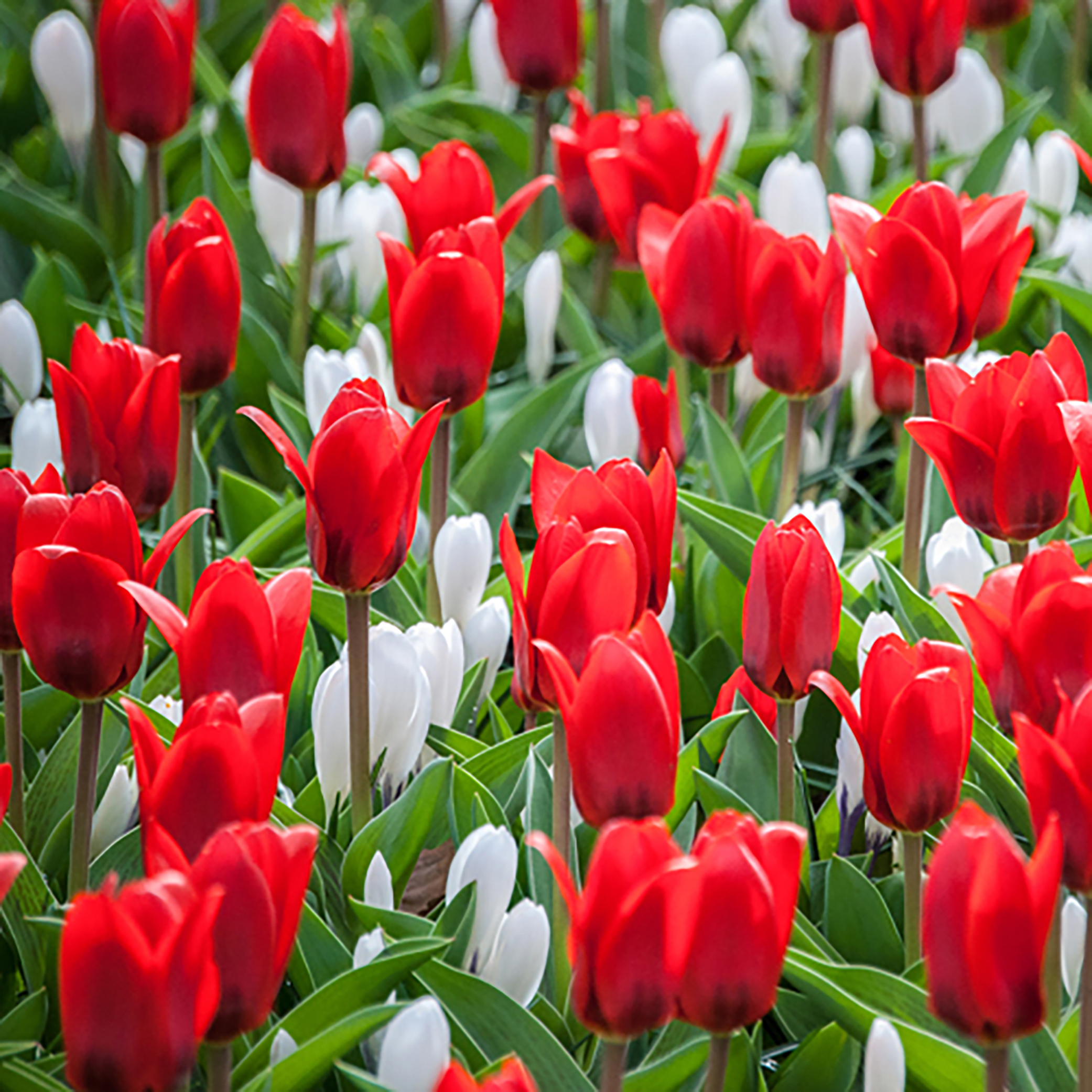 Ein schöner Anblick von roten und weißen Tulpen, die an einem sonnigen Frühlingstag in voller Blüte stehen.