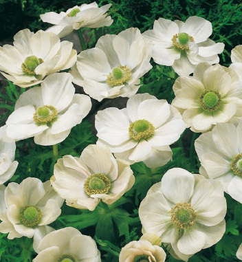 Anemonen coronaria Bride (The Bride) mit eleganten weißen Blüten, grün-gelber Mitte und dunkelgrünem Laub im Garten