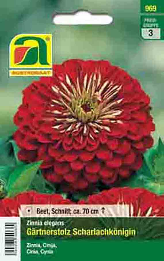 Saatgut-Tütchen mit Foto einer roten Zinnie (Zinnia elegans 'Gärtnerstolz Scharlachkönigin'), Verpackungstext: Beet, Schnitt, ca. 70 cm