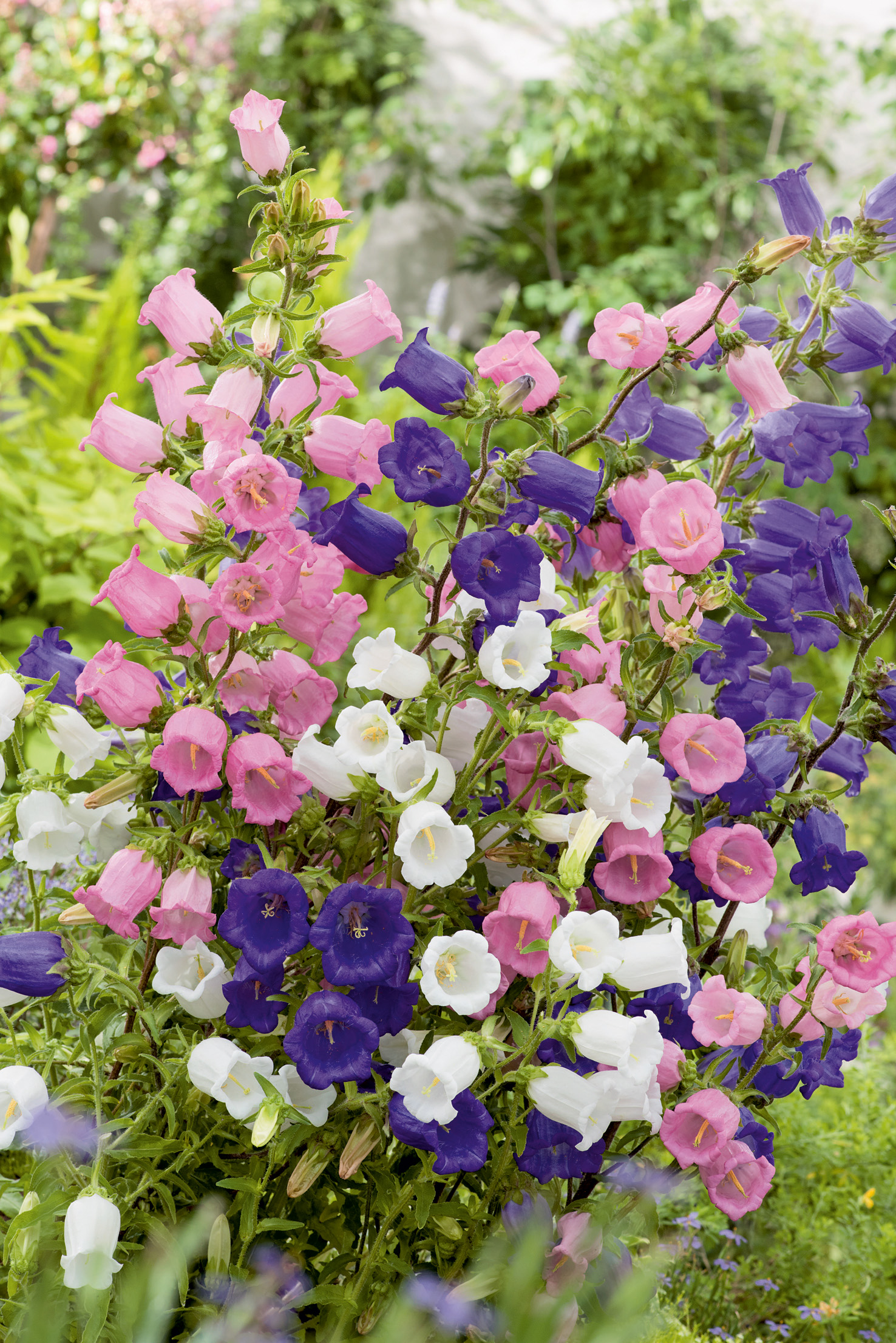 Nahaufnahme bunter Campanula (Glockenblumen) in Rosa, Violett und Weiß, dicht blühend im Gartenbeet