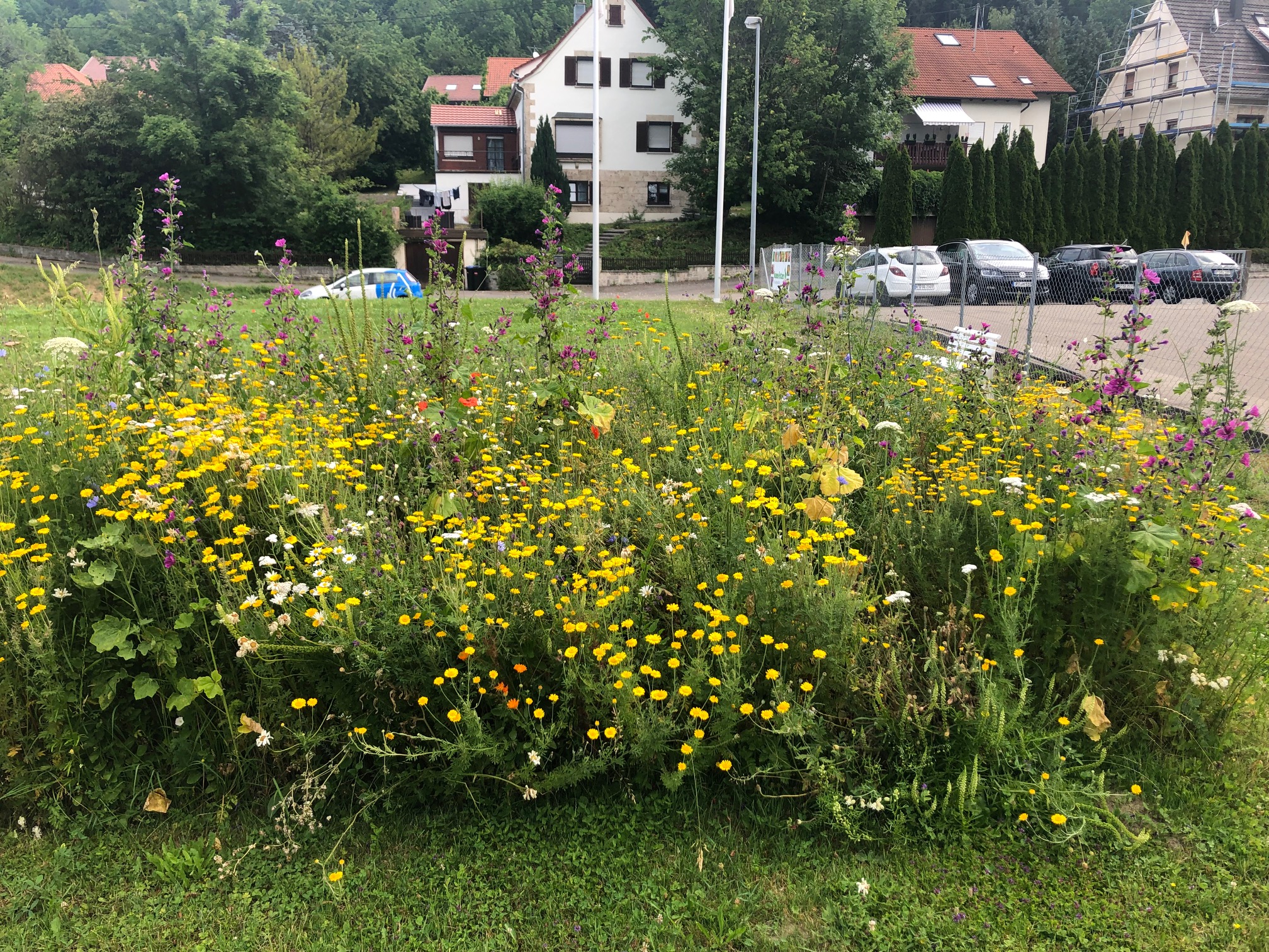 Vielfalt an Wildblumen auf einer farbenfrohen Wiese mit Hintergrund von Gebäuden