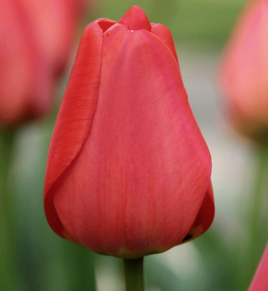 Nahaufnahme einer roten Tulpenknospe vor unscharfem grünen Hintergrund