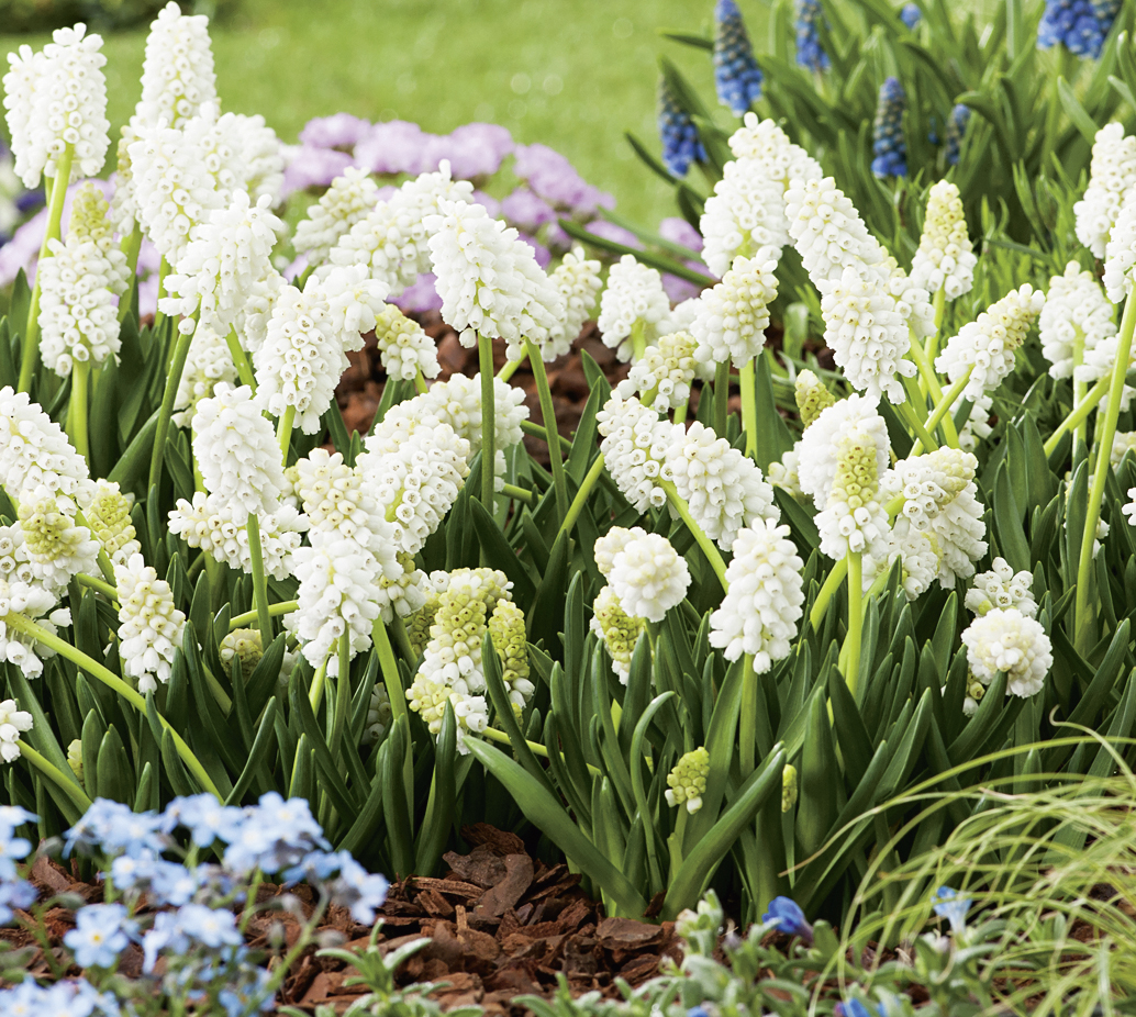 58011_Muscari White Magic FM Weiße Traubenhyazinthen (Muscari) in Nahaufnahme: dichte Blütentrauben und grüne Blätter in einem Beet mit Mulch sowie blauen und rosa Begleitblumen