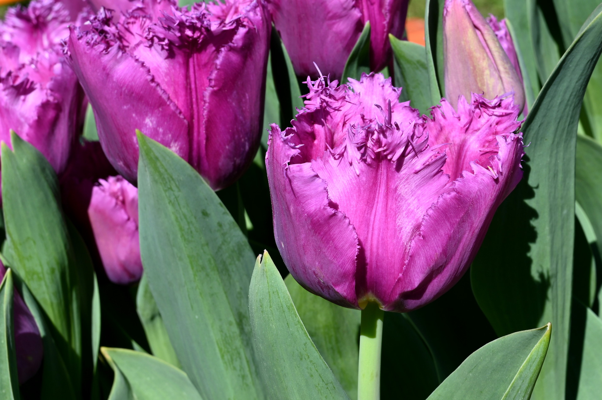 Crispa-Tulpen San Luiz