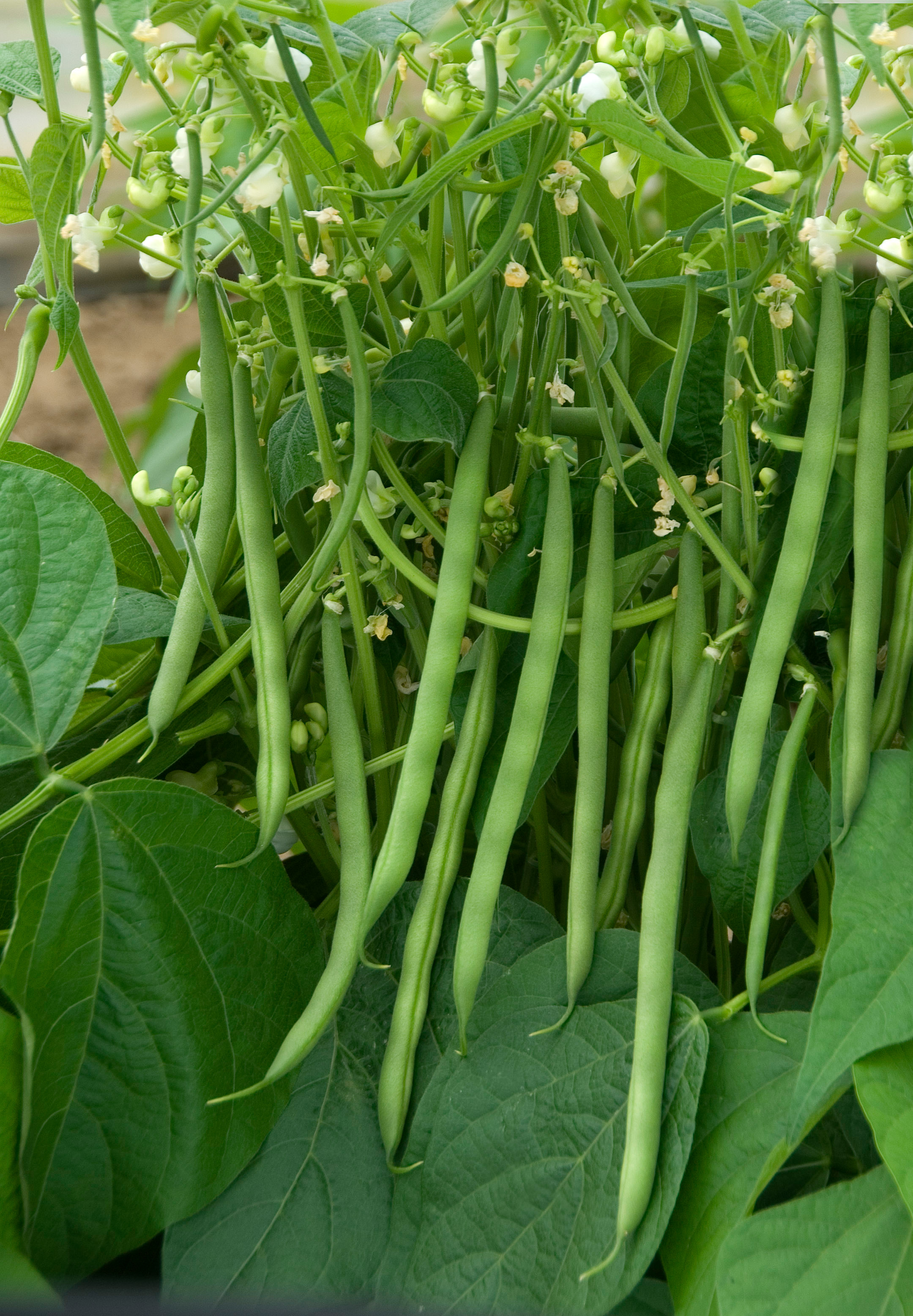 Nahaufnahme grüner Bohnen, die an der Pflanze hängen, umgeben von großen grünen Blättern und kleinen weißen Blüten
