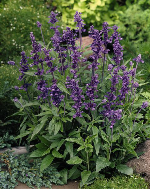 Violette Salbei-Staude mit vielen aufrechten Blütenrispen im Garten