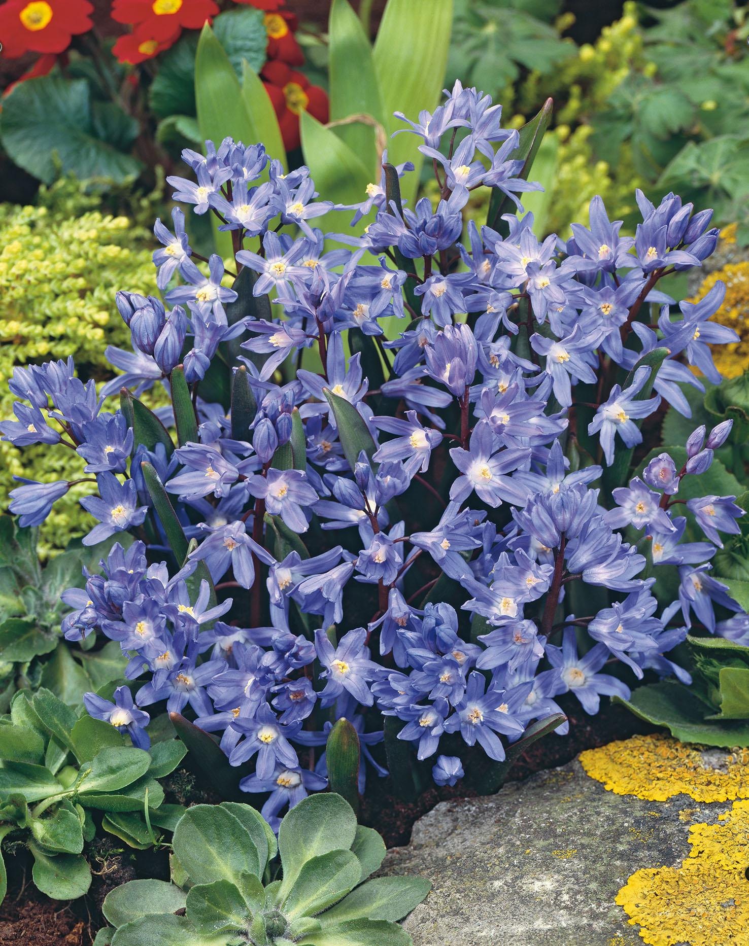 Nahaufnahme dicht wachsender, sternförmiger blauer Chionodoxa-Blüten mit gelben Zentren zwischen Bodendeckern und Steinen im Steingarten