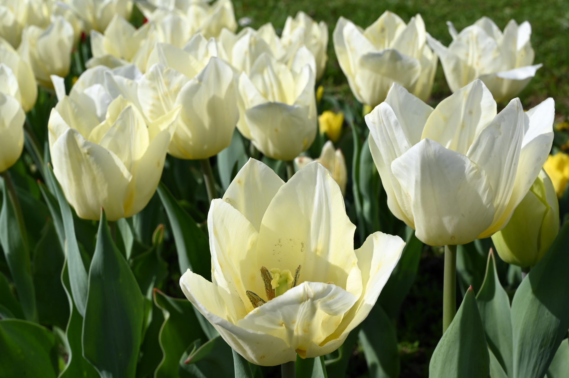 Triumph-Tulpen Fondue
