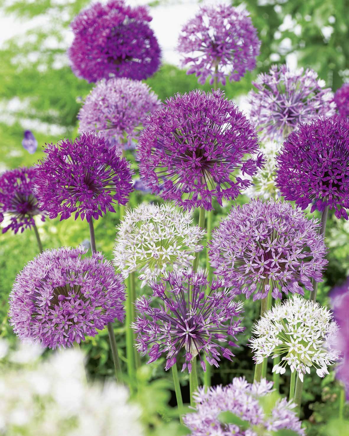 Allium Trio