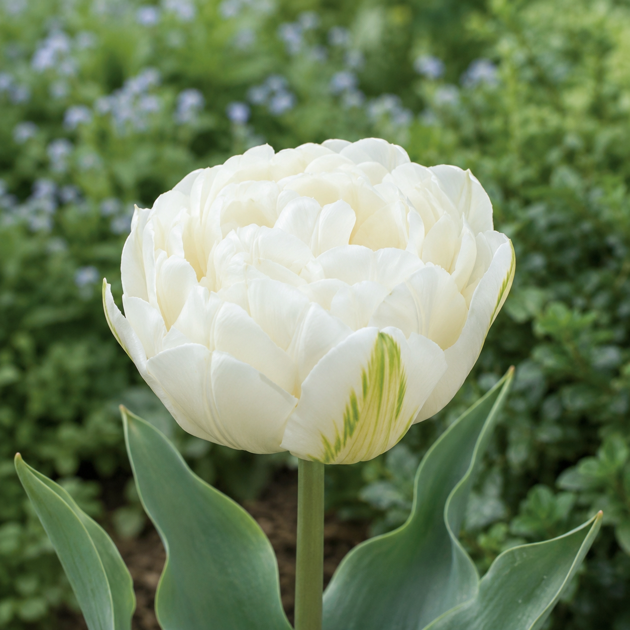 Gefüllte späte Tulpen Mount Tacoma