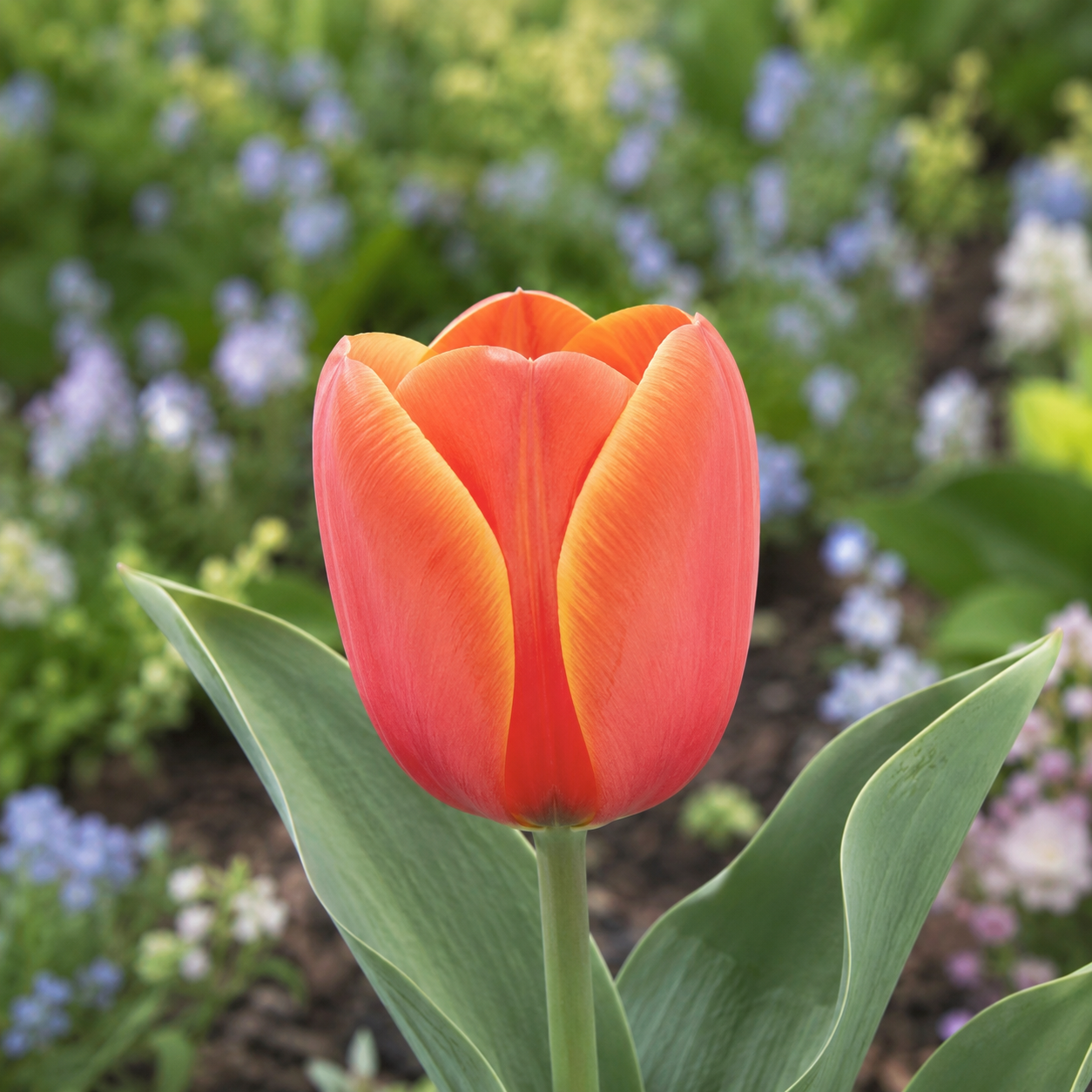 Darwin-Hybrid-Tulpen Ad Rem