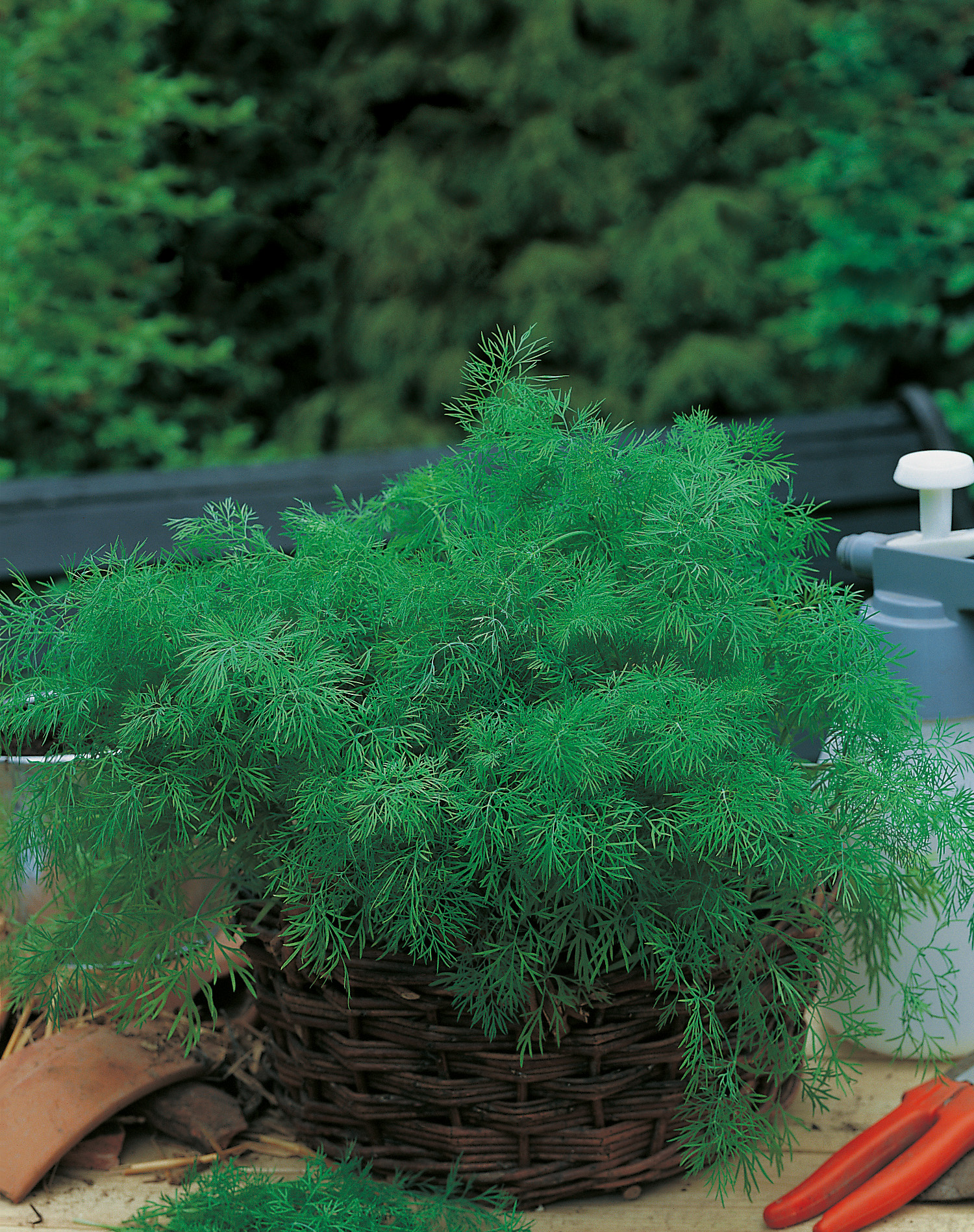 Asparagusfarn in dunklem Weidenkorb auf Holztisch, dichte feine grüne Nadeln; im Hintergrund Gartenschere und Gießkanne, ideale Zierpflanze für Wohnung oder Terrasse
