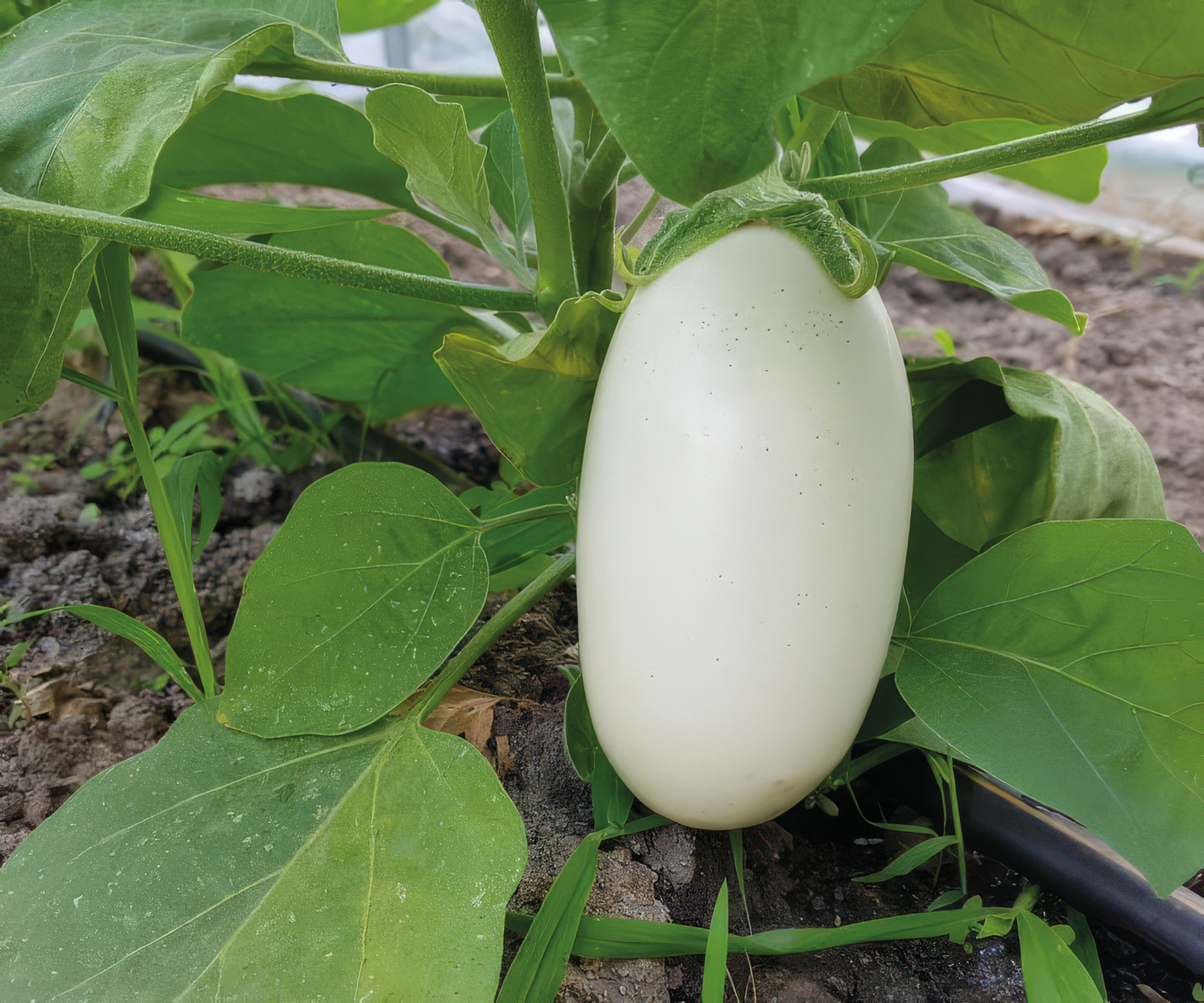 Aubergine Bianco a Uovo