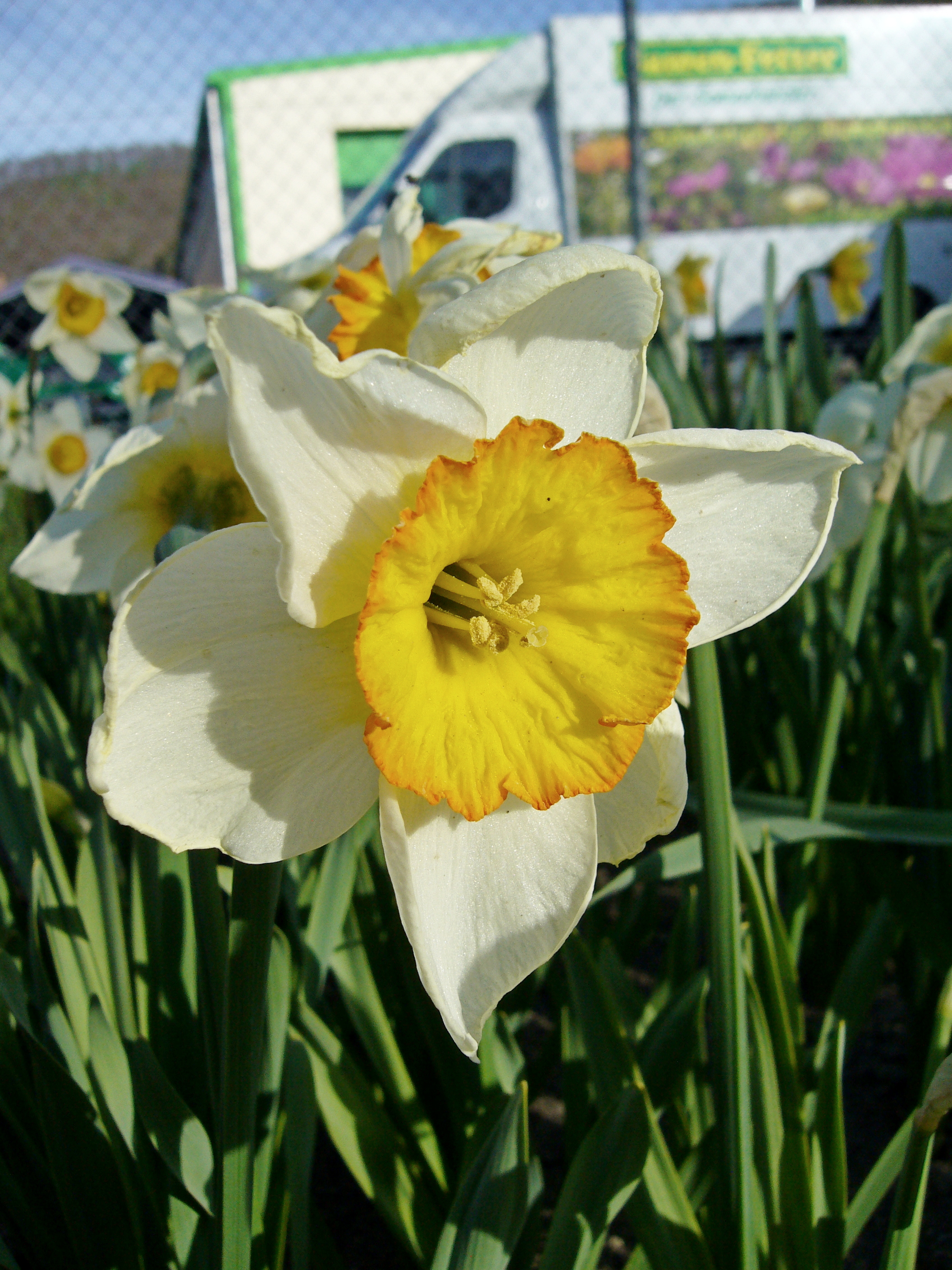 53070_Großkronige Narzissen Flower Recor Nahaufnahme einer weißen Narzisse mit gelber Trompete und orangefarbenem Rand, umgeben von grünen Blättern; im Hintergrund unscharfe Narzissen und ein Transporter hinter einem Maschendrahtzaun.