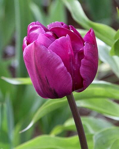 Nahaufnahme einer magentafarbenen Tulpe mit leicht geöffneten Blütenblättern vor grünem Laub