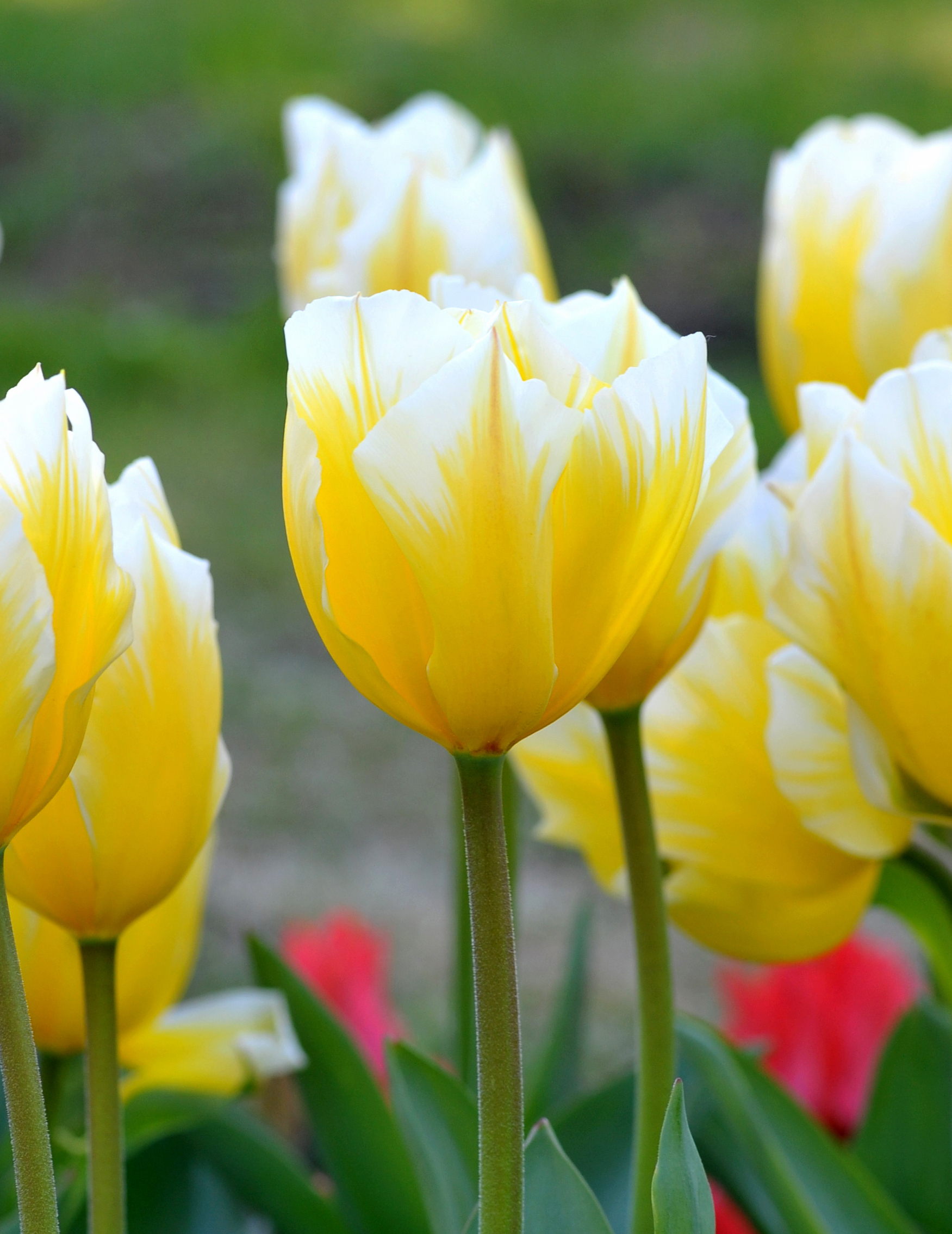 Nahaufnahme gelb-weißer Tulpen mit weißen Spitzen, grünen Stängeln und unscharfem Gartenhintergrund mit roten Tulpen