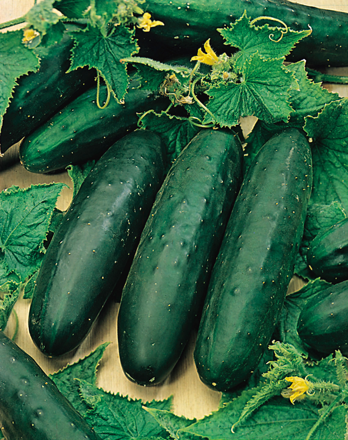 Mehrere dunkelgrüne, walzenförmige Freilandgurken der Sorte Marketmore mit Blättern und Blüten – festfleischige Salatgurke von Samen-Fetzer.