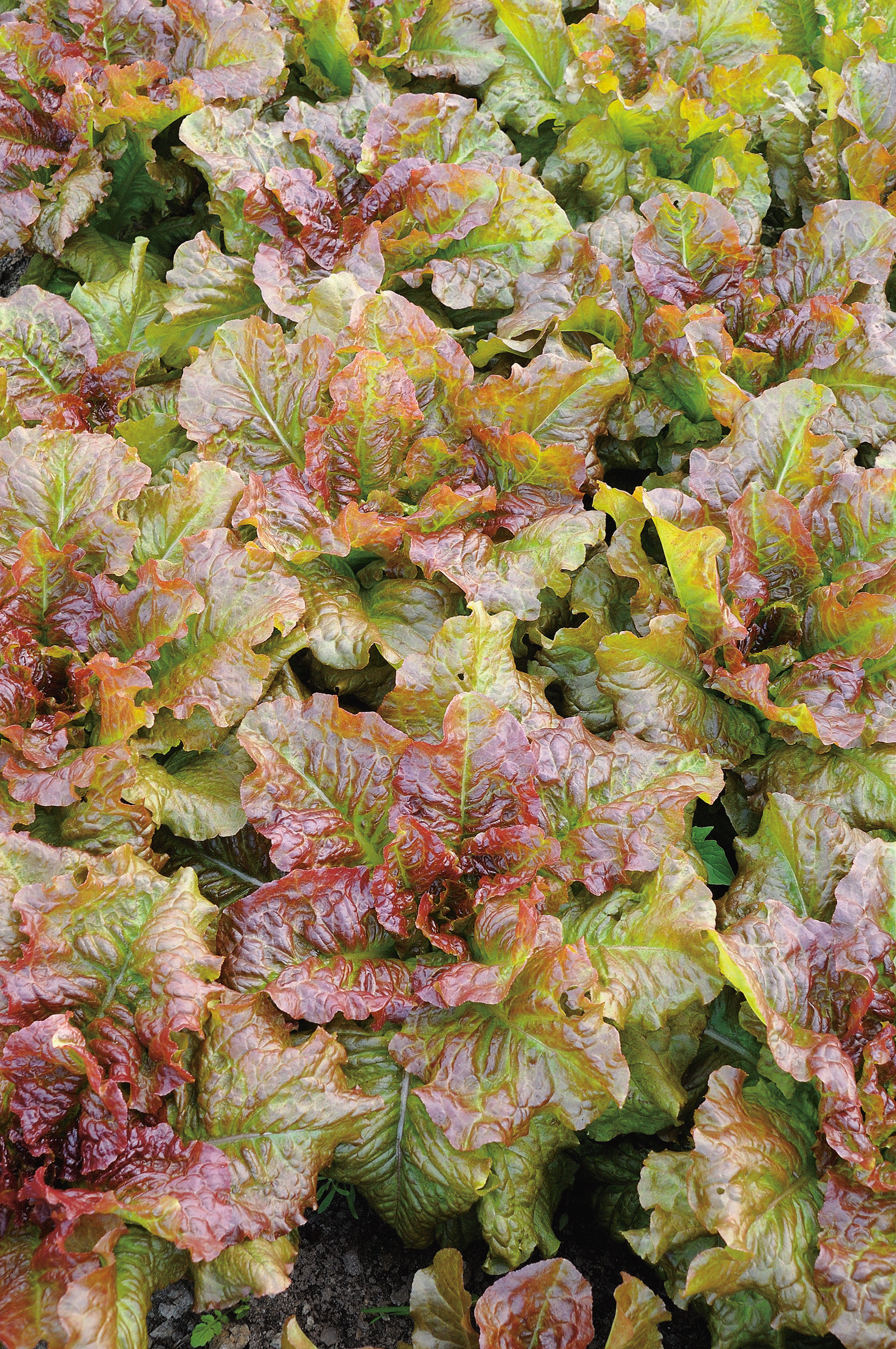 Pflücksalat Amerikanischer Brauner von Samen-Fetzer im Beet mit leicht gewellten, knackigen grünen Blättern und rot-braunen Rändern, ideal für Ganzjahresanbau und lange Ernte.