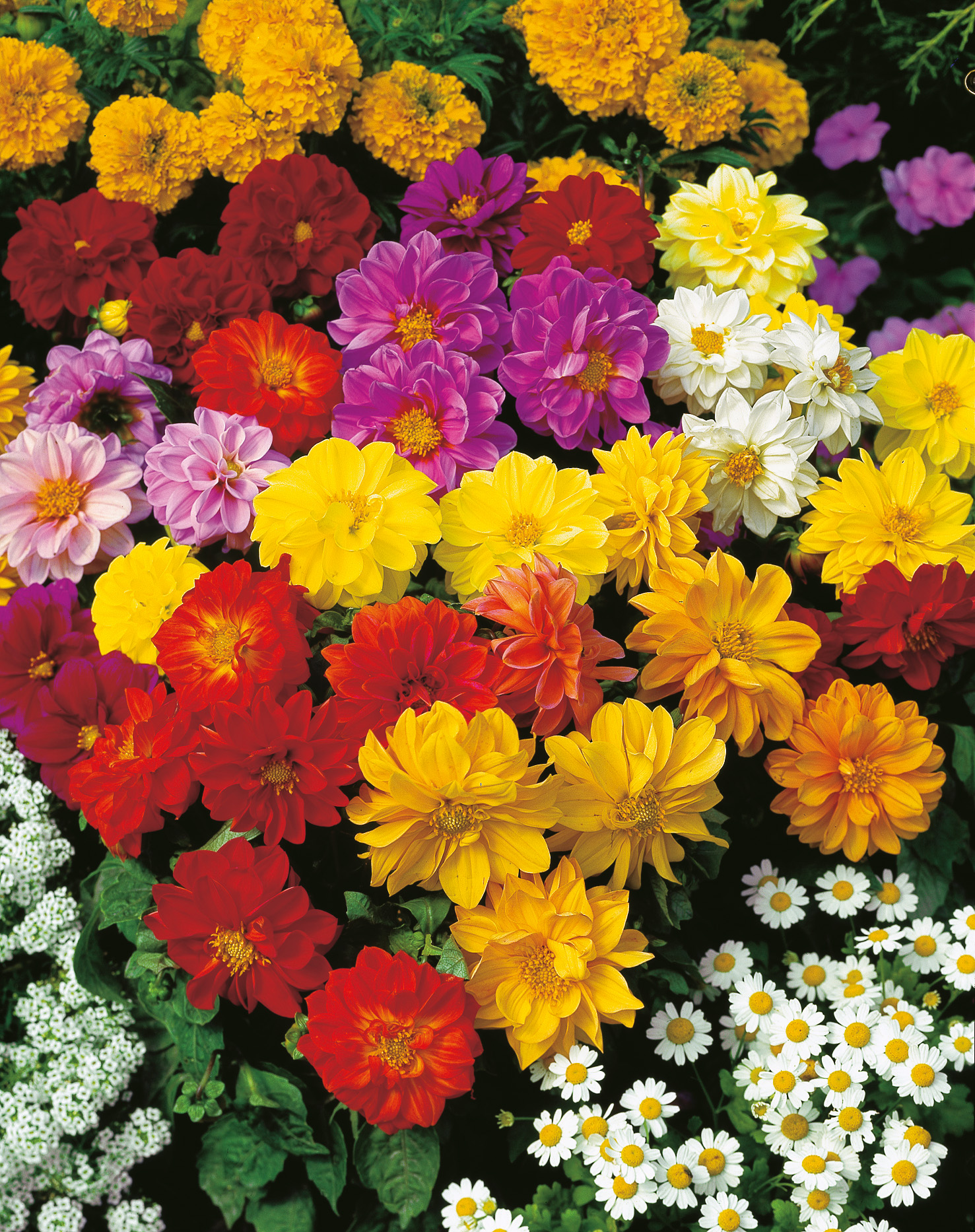 Zwergdahlien Rigoletto Mischung von Samen-Fetzer mit bunten Blüten in Rot, Gelb, Rosa, Weiß und Orange – pflegeleichte, niedrig wachsende Dahlien für sonnige bis halbschattige Beete und Rabatten