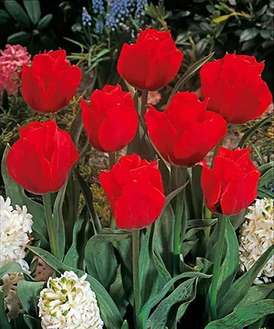 Rote Tulpen in voller Blüte auf dem Beet, mit grünen Blättern und weißen Hyazinthen im Vordergrund