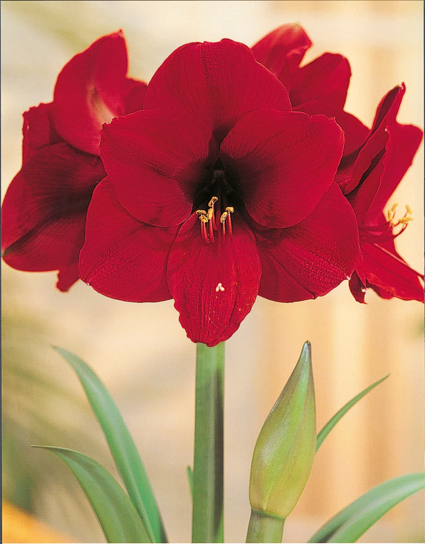275083_Amaryllis_Galaxy_Red_Lion Nahaufnahme einer roten Amaryllis (Hippeastrum) mit großen, geöffneten Blüten und sichtbarer Knospe, grünen Blättern vor hellem, unscharfem Hintergrund