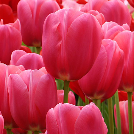 Nahaufnahme von rosa Tulpen im Blumenbeet, mehrere voll geöffnete Blüten mit grünen Stielen