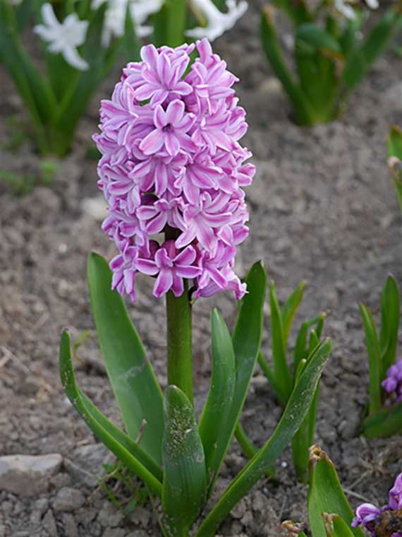 Nahaufnahme einer rosa Hyazinthe (Hyacinthus) mit dichten Blütentrauben im Beet, grünen Blättern und Erde