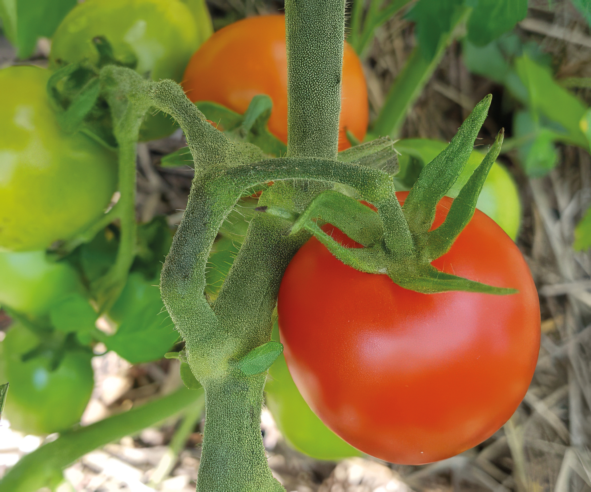Salattomate Mirabelle rot