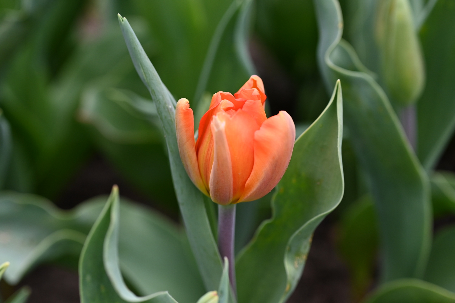 Nahaufnahme der Darwin-Hybrid-Tulpe 'Lightning Sun' mit großer, kräftig orangefarbener Blüte und grünen Blättern im Frühlingsbeet