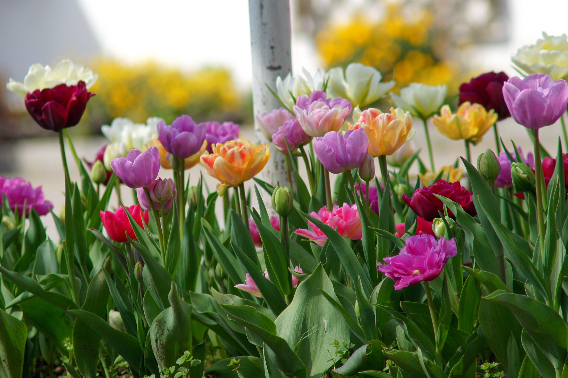 Tulpen-Mischung  Petra Durst Benning