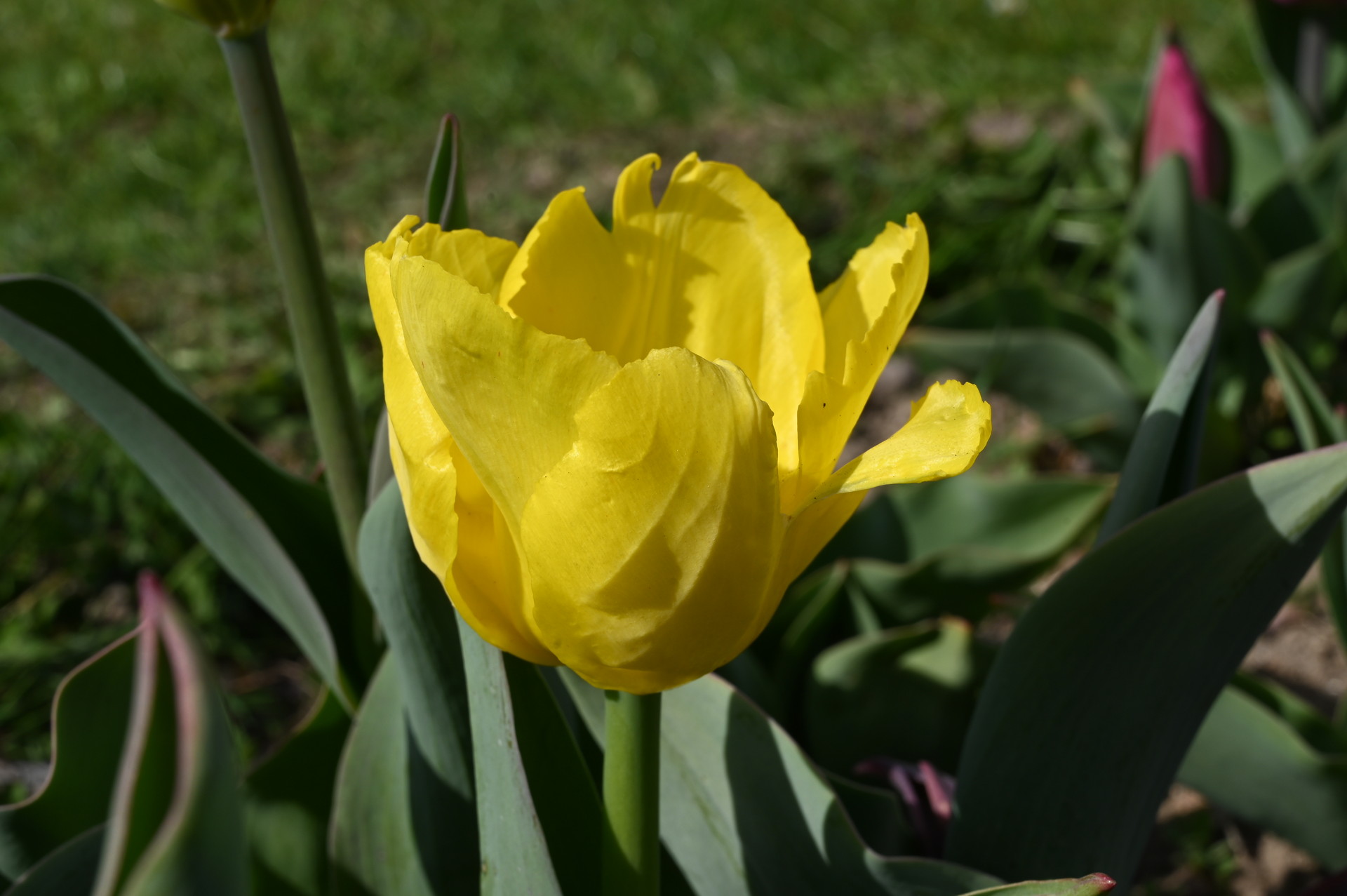 Triumph-Tulpen Snowlady