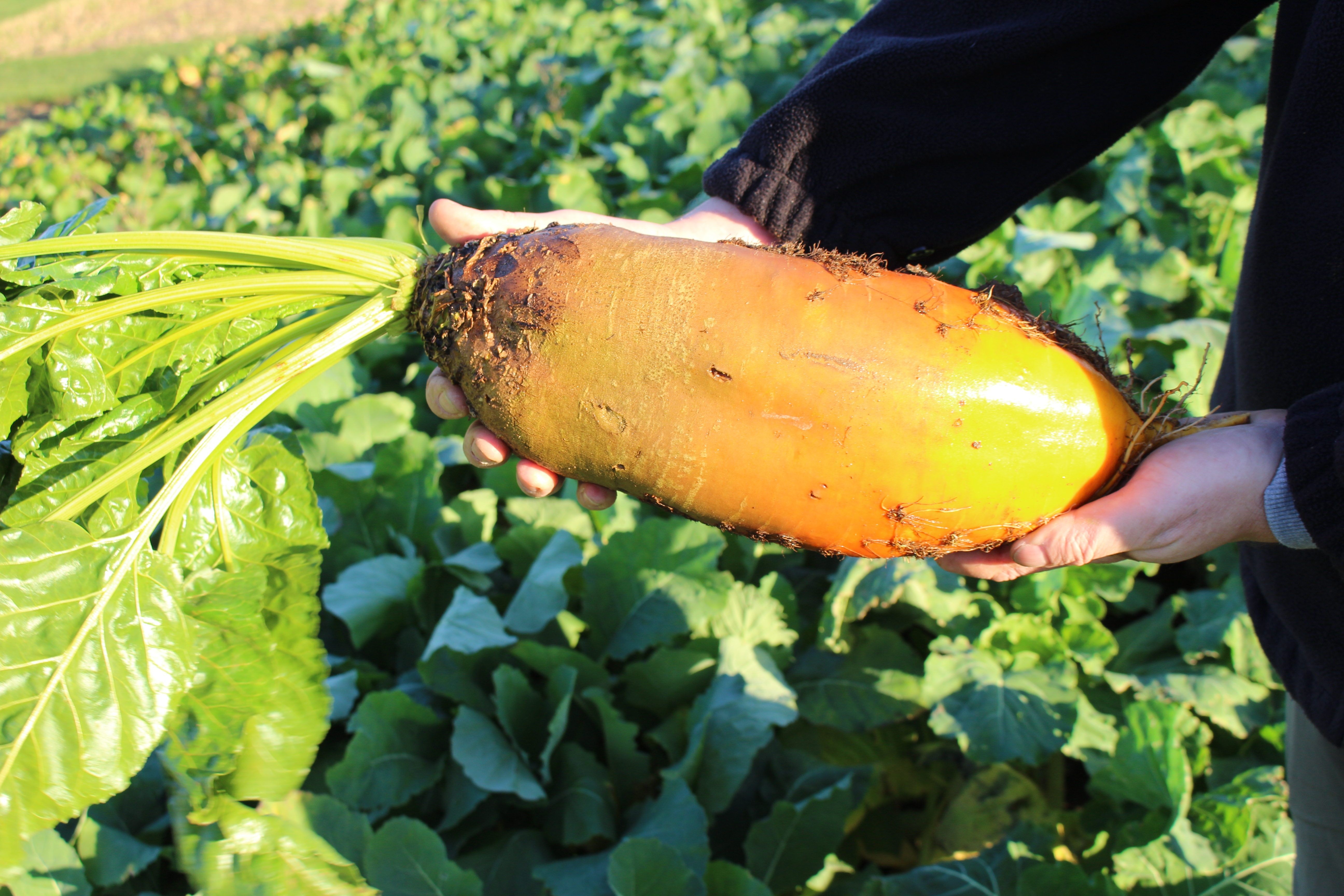 Große Futterrübe in orange-gelb