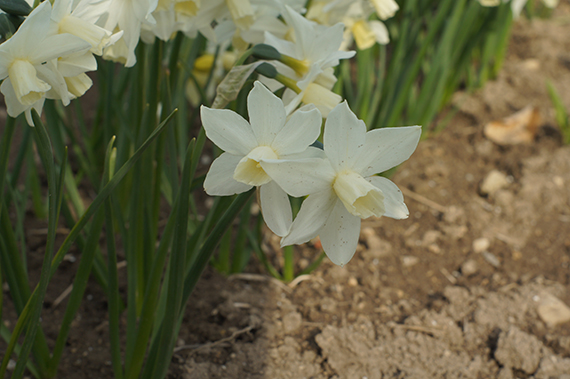 53248 - Cyclamineus-Narzissen - Toto Zwei weiße Narzissenblüten (Narcissus) mit hellgelbem Zentrum im Beet, umgeben von grünen Blättern und erdigem Boden