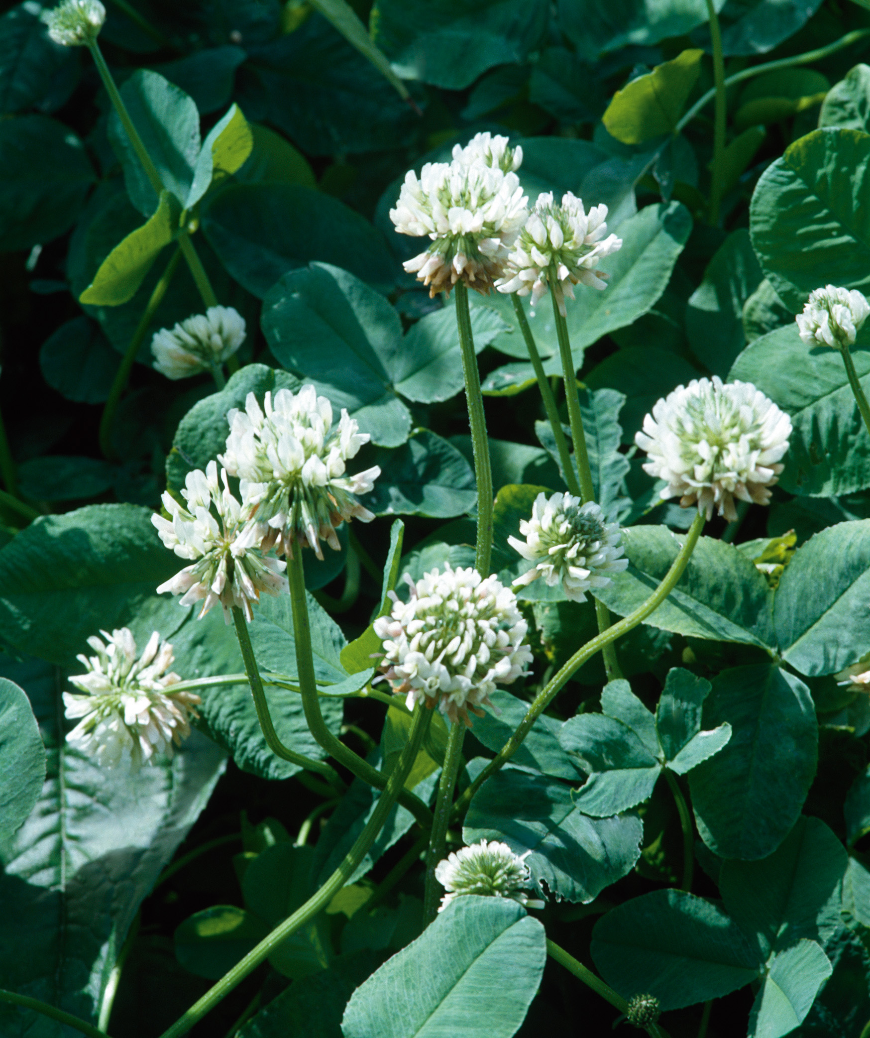 Nahaufnahme von Weißklee (Trifolium repens) mit mehreren weißen Blütenköpfen und charakteristischen dreiblättrigen, grünen Blättern