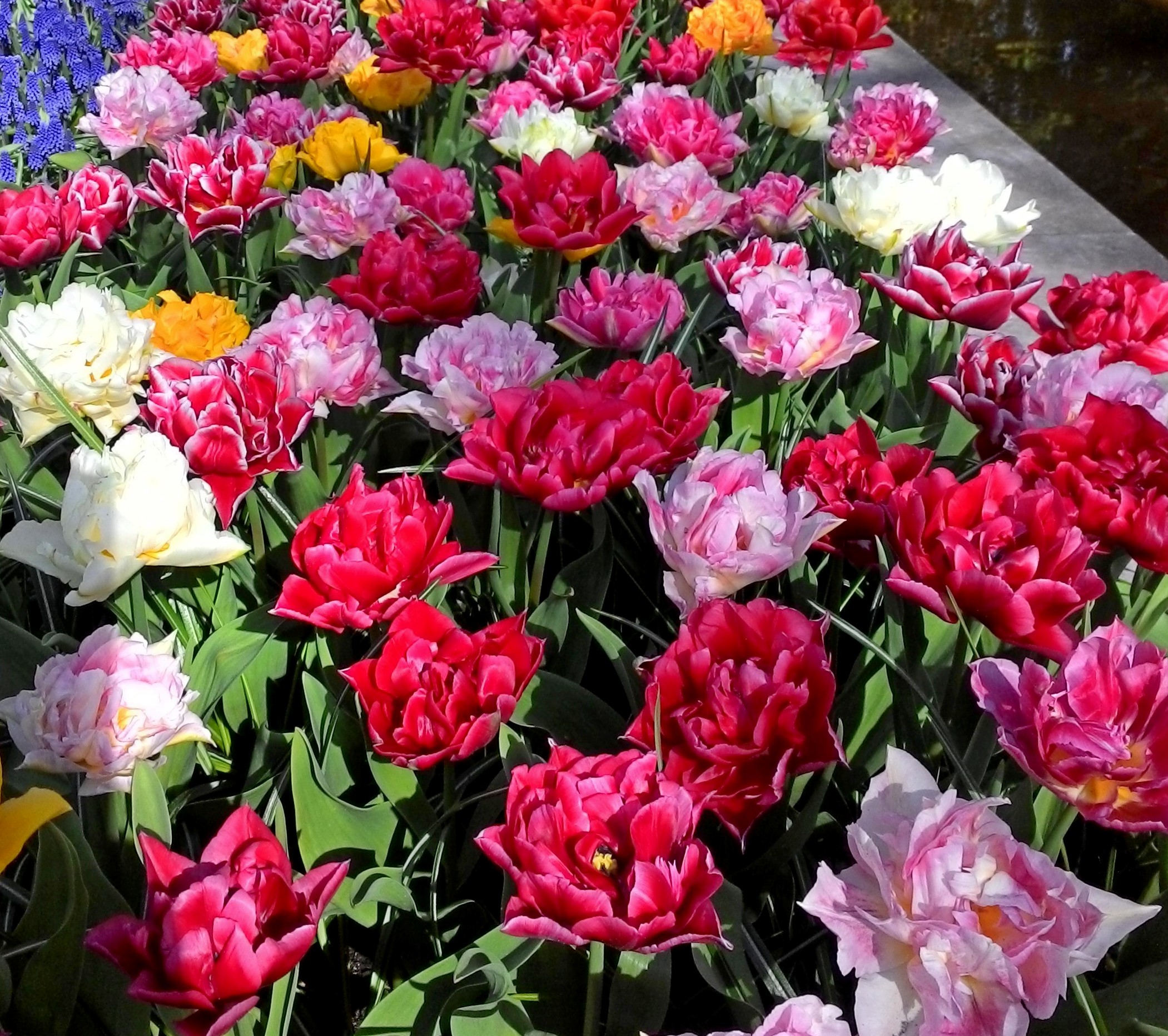 Nahaufnahme eines blühenden Beetes mit gefüllten Tulpen in Rot, Rosa, Weiß und Gelb