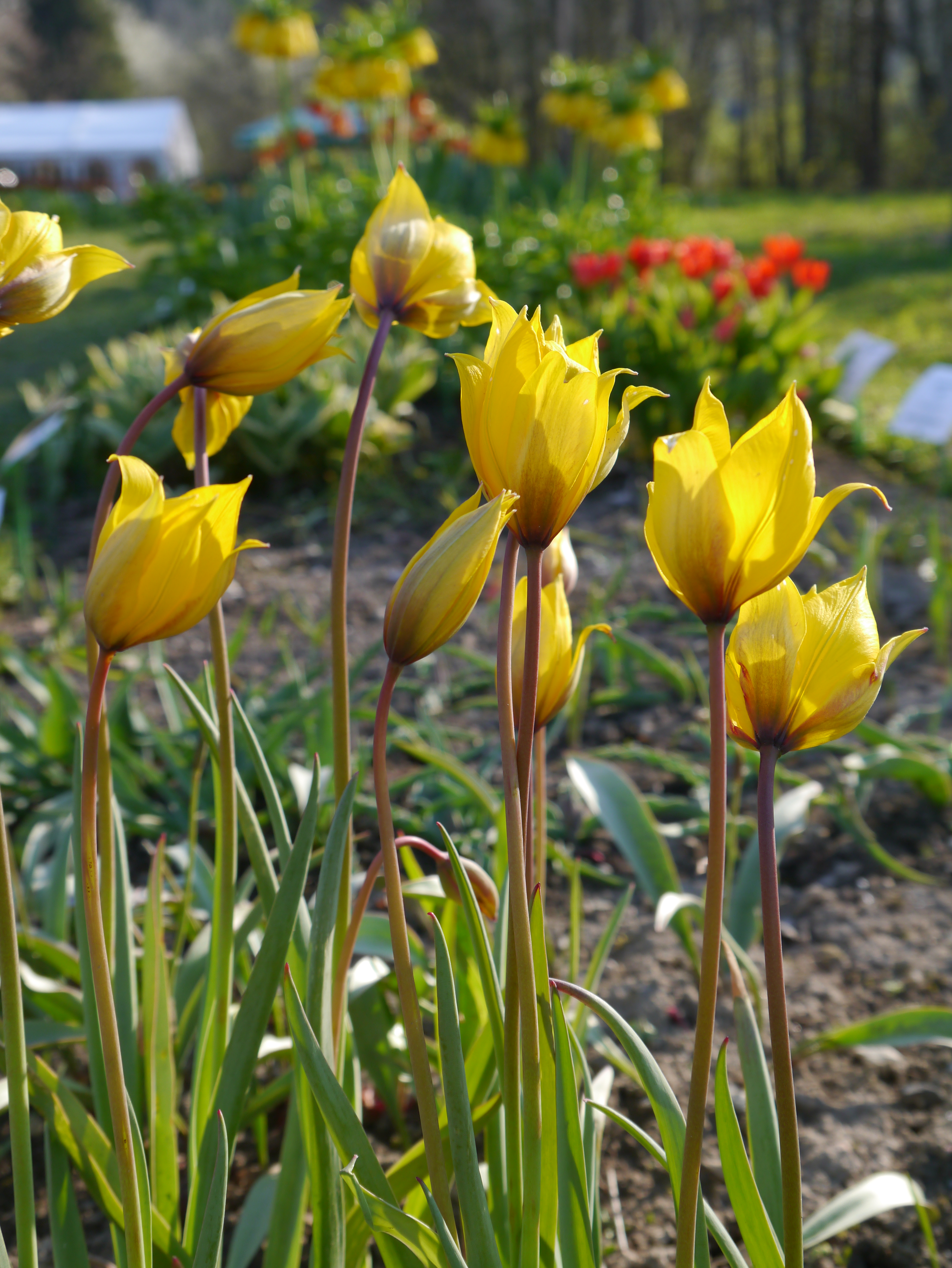 Nahaufnahme mehrerer gelber Tulpen mit schlanken grünen Blättern in einem sonnigen Frühlingsgarten, unscharfer Hintergrund mit roten Blumen und Beeterde.