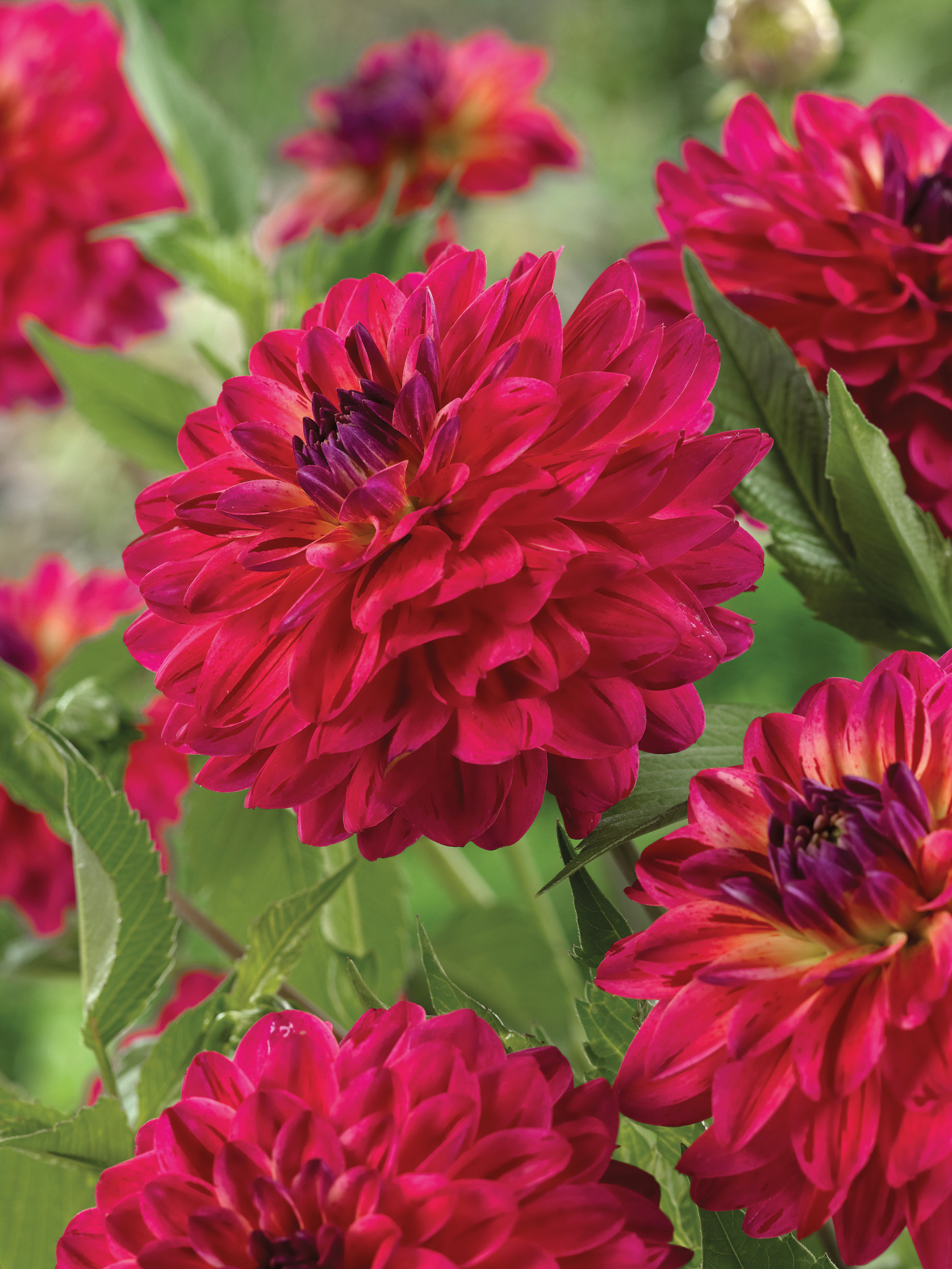 Nahaufnahme mehrerer großer, gefüllter roter Dahlienblüten mit grünen Blättern im Hintergrund