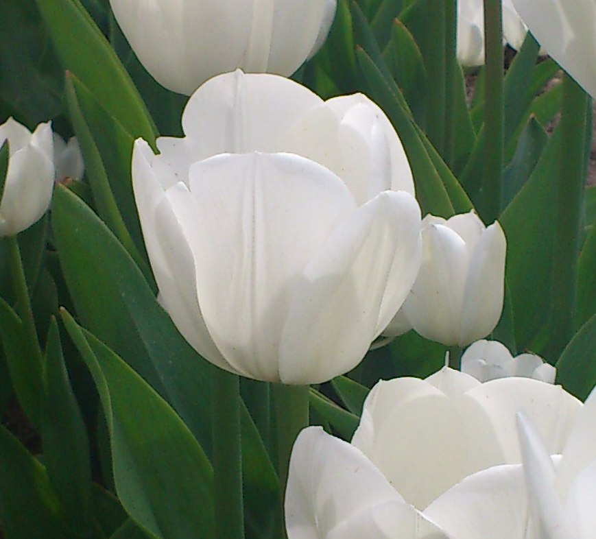 52220_Triumph-Tulpen Royal Virgin Nahaufnahme weißer Tulpenblüte mit grünen Blättern im Garten