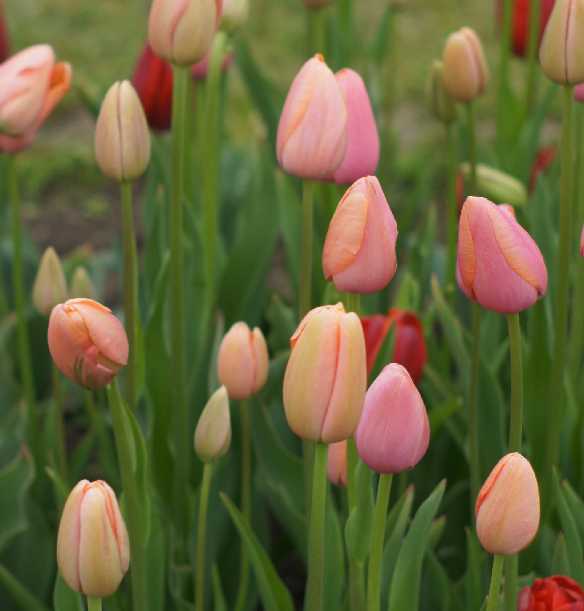 Mehrere rosa bis hellorange Tulpenknospen und einzelne geöffnete Blüten in einem grünen Gartenbeet