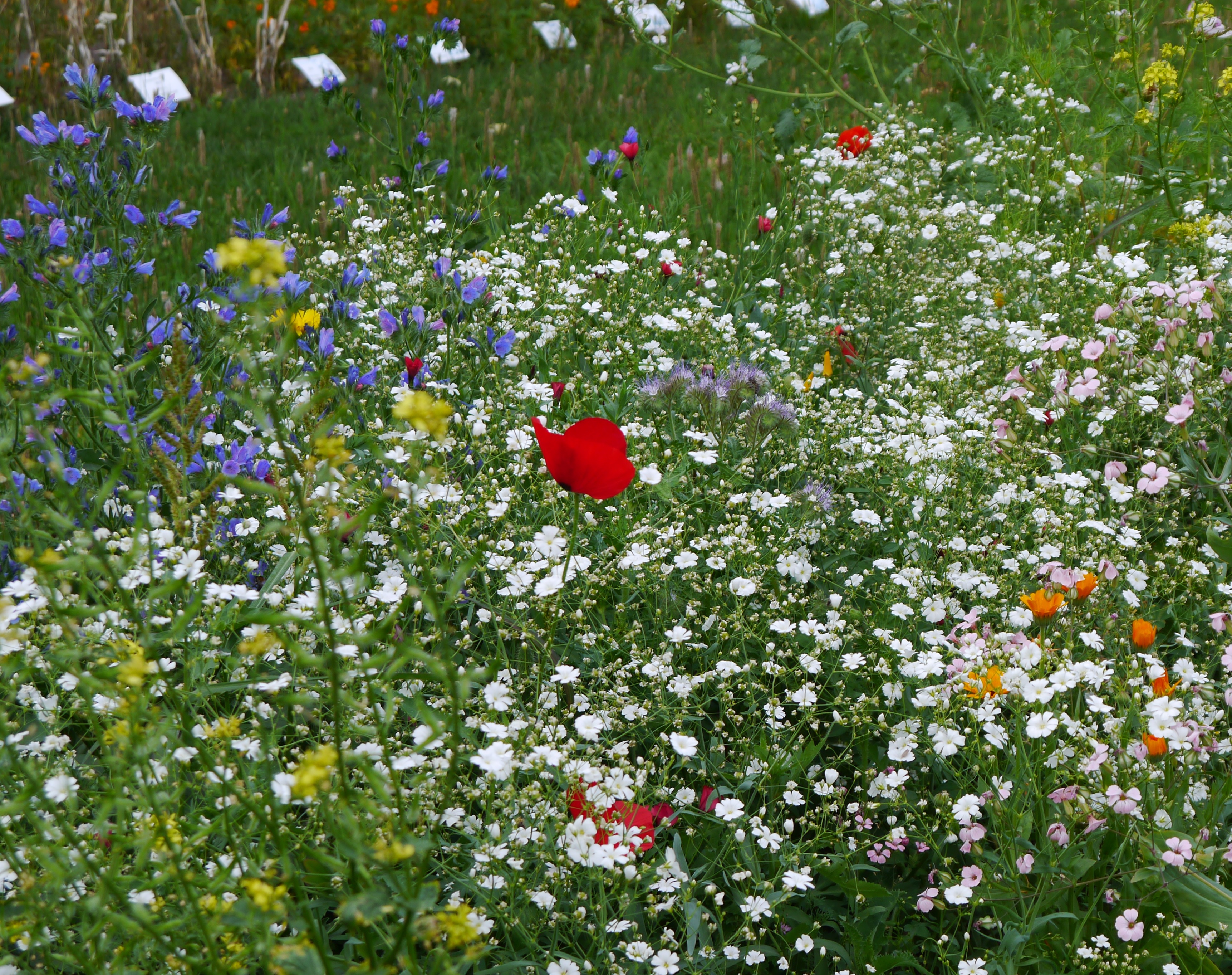 Nahaufnahme einer bunten Wildblumenwiese mit roten Mohnblüten, weißem Schleierkraut, blauen Glockenblumen und vereinzelten gelben und rosa Blüten