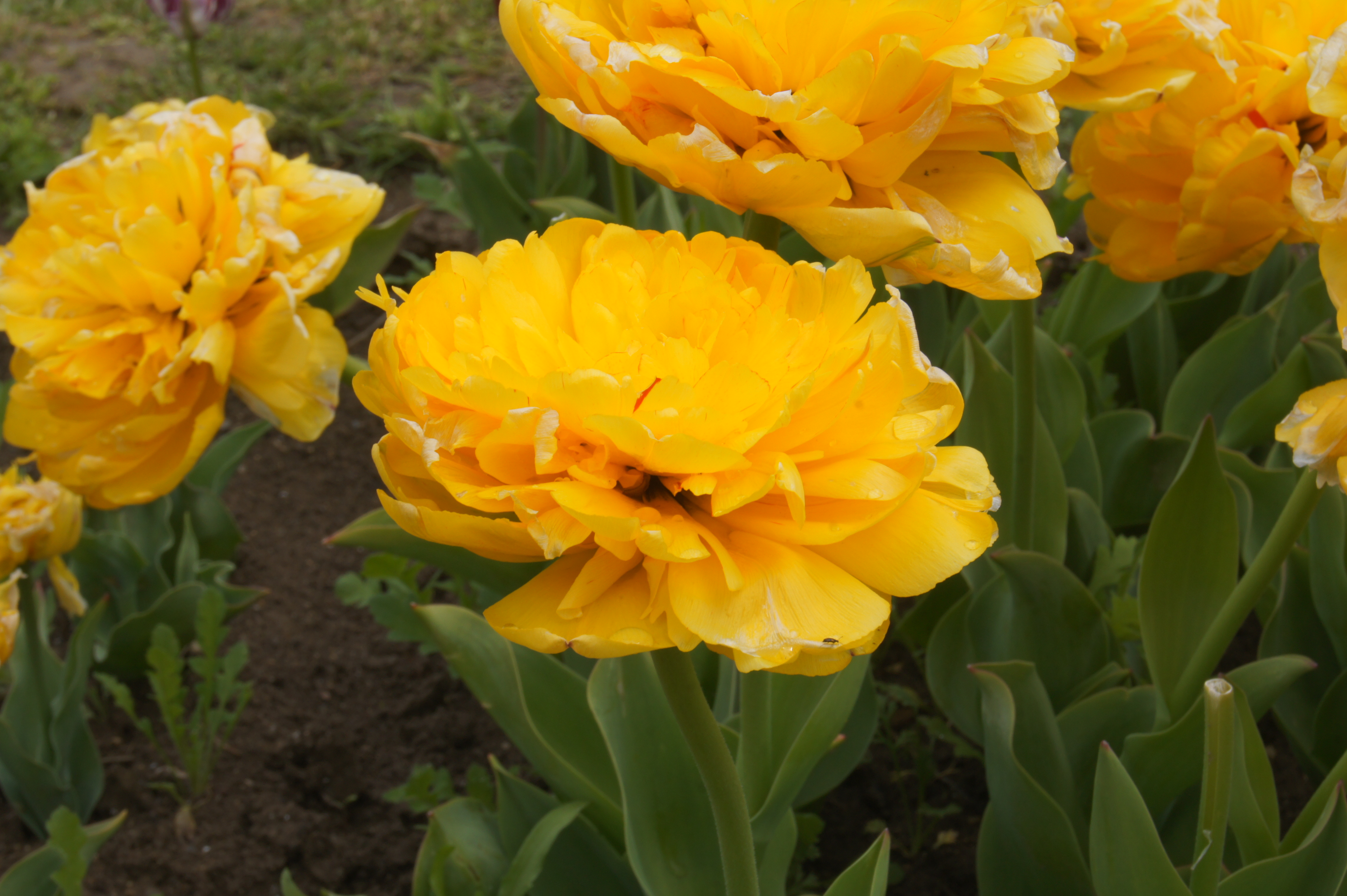 Gefüllte frühe Tulpe Yellow Pomponette mit großen, kompakt gefüllten, gelben Blüten im Beet – hoher Frühlingsblüher ab April für den Garten