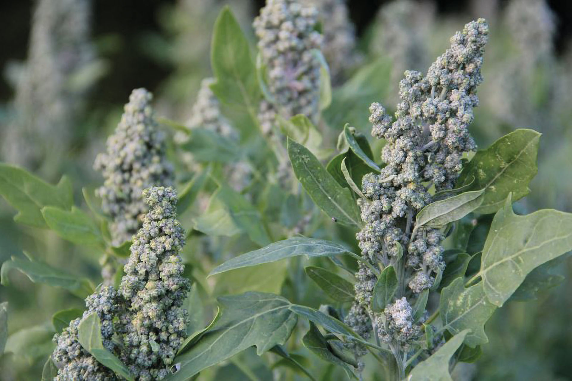 Quinoa
