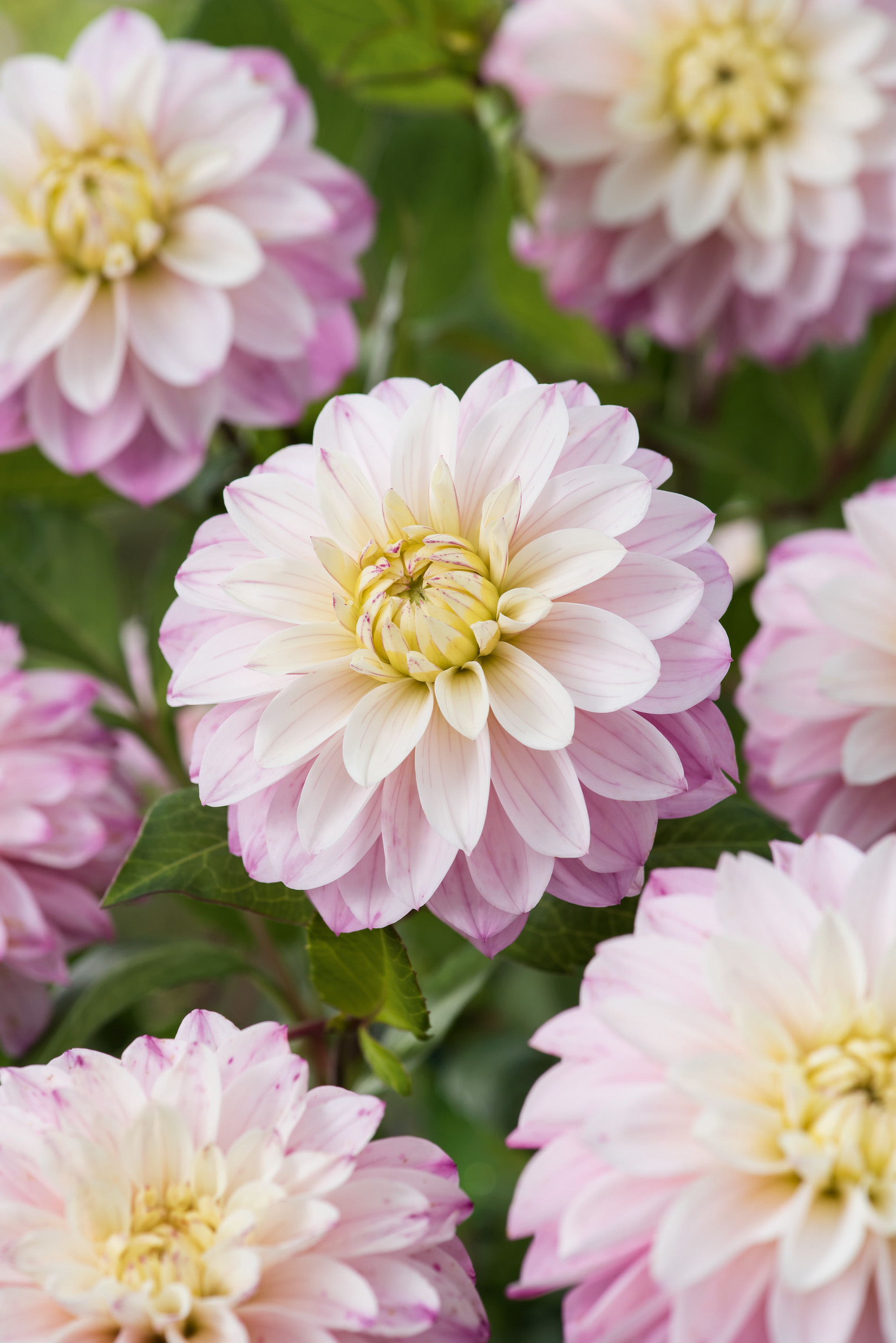 2791_Dahlie Orion Nahaufnahme mehrerer rosa-weißer Dahlienblüten mit gelblich-weißem Zentrum und grünem Laub im Hintergrund