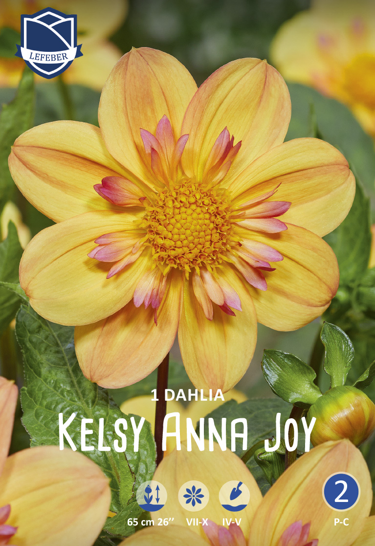 Packungsbild: Nahaufnahme der Dahlie 'Kelsy Anna Joy' mit gelb-orangenen Blütenblättern und rosa Spitzen, grüne Blätter im Hintergrund, Blütezeit Juli–Oktober