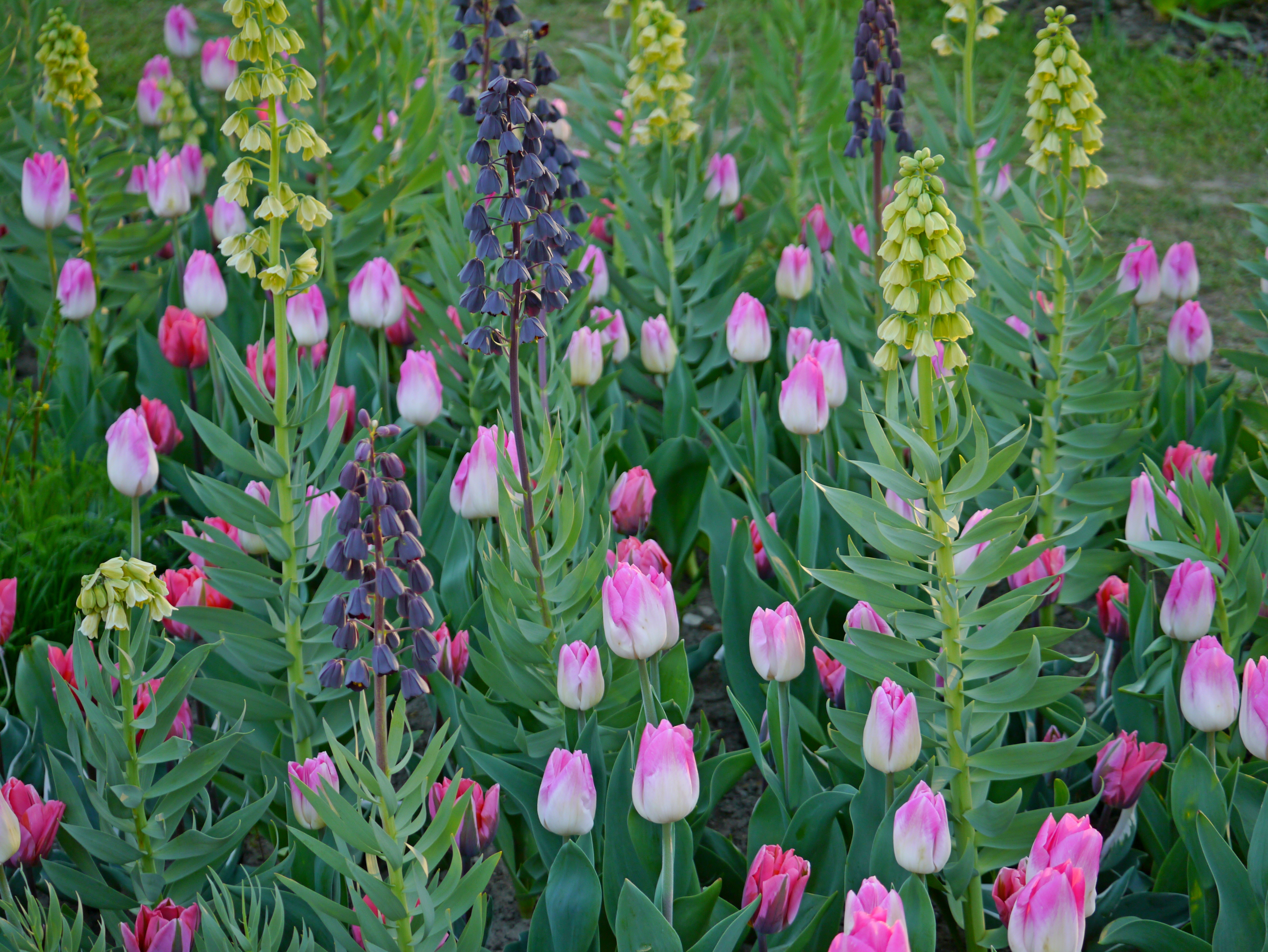 Nahaufnahme eines Frühlingsbeets mit dicht stehenden rosa-weißen Tulpen, breiten grünen Blättern und hohen traubenförmigen Blütenständen in Gelb und Dunkelviolett